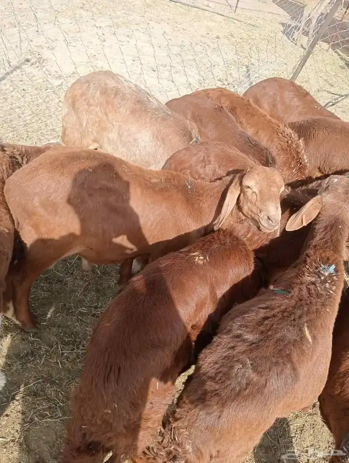 صفوة البادية للقعدان والنعيمي والسواكن والبرابر والتيوس 6