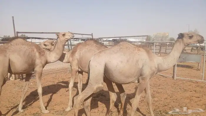 صفوة البادية للقعدان والنعيمي والسواكن والبرابر والتيوس 7
