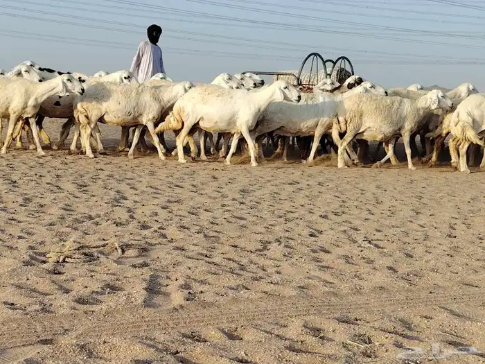 ضان جنب العدد 65 مراح واحد 3
