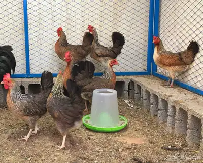 بيض دجاج عربي ترثه 8