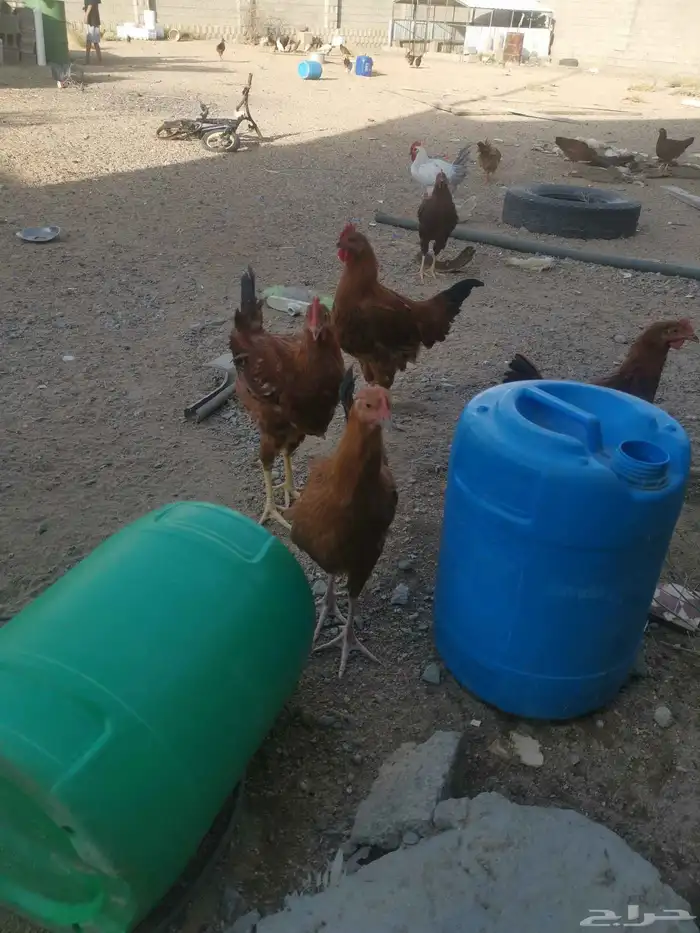 دجاج فرنسي للبيع 4