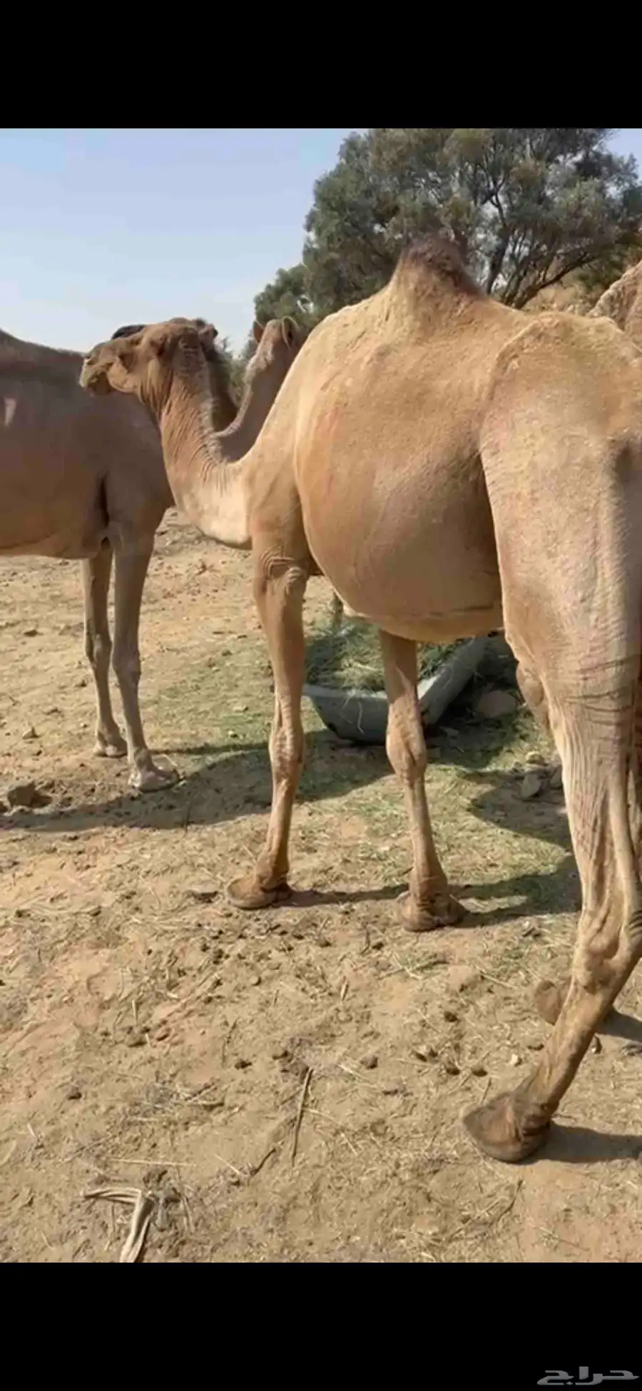 ناقتين 1