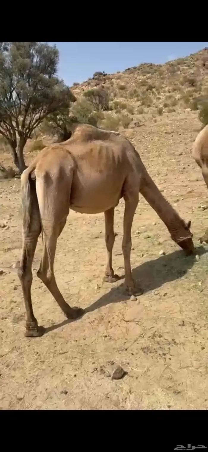 ناقتين 0