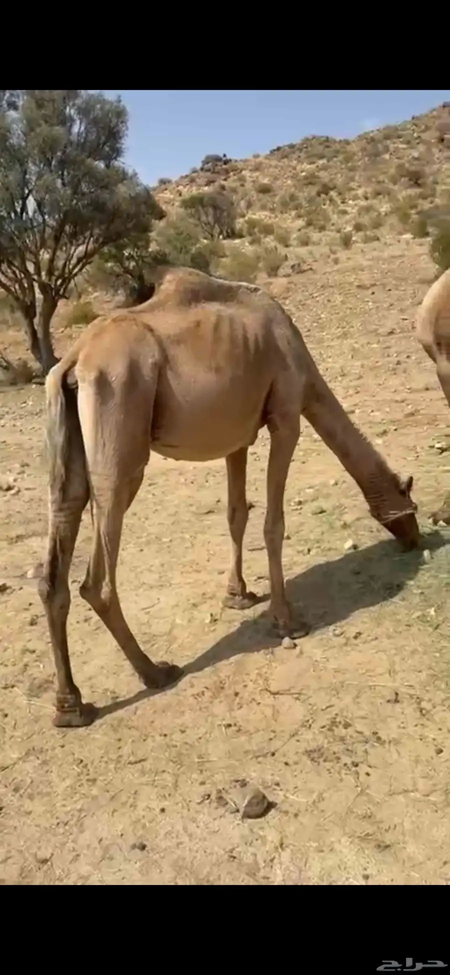 ناقتين 0