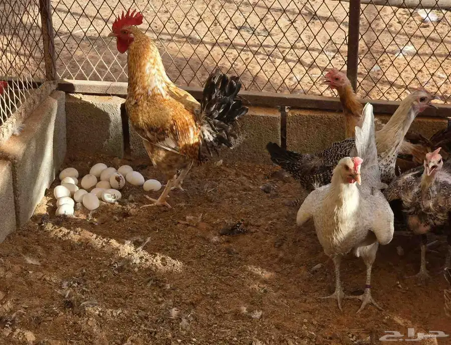 للبيع دجاج بياض 1