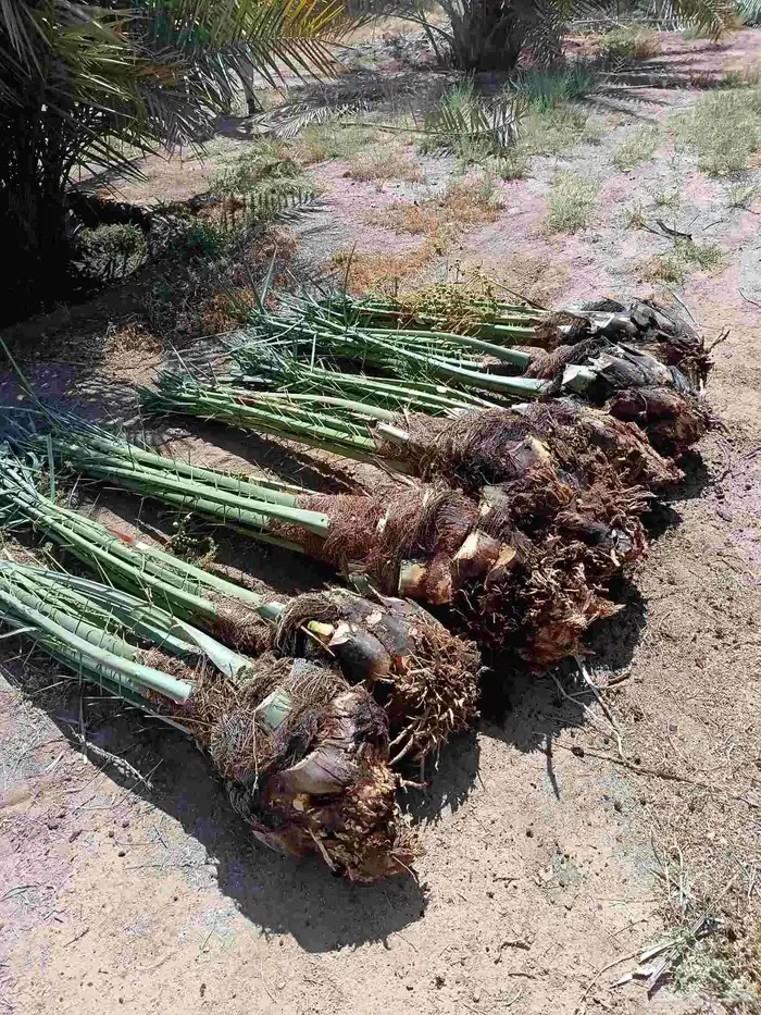 نخل للبيع مثمر خلاص برحي سكري صقعي نخيل القصيم 1