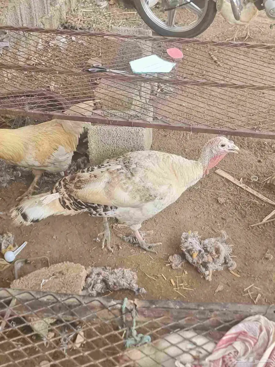 دجاج رومي 1
