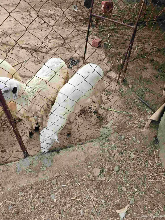 خروف عمره خمس شهور بحاله ممتازه 2