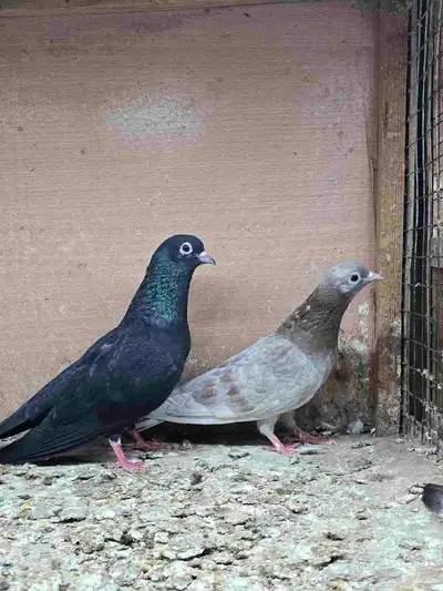 خوارج للبيع 1