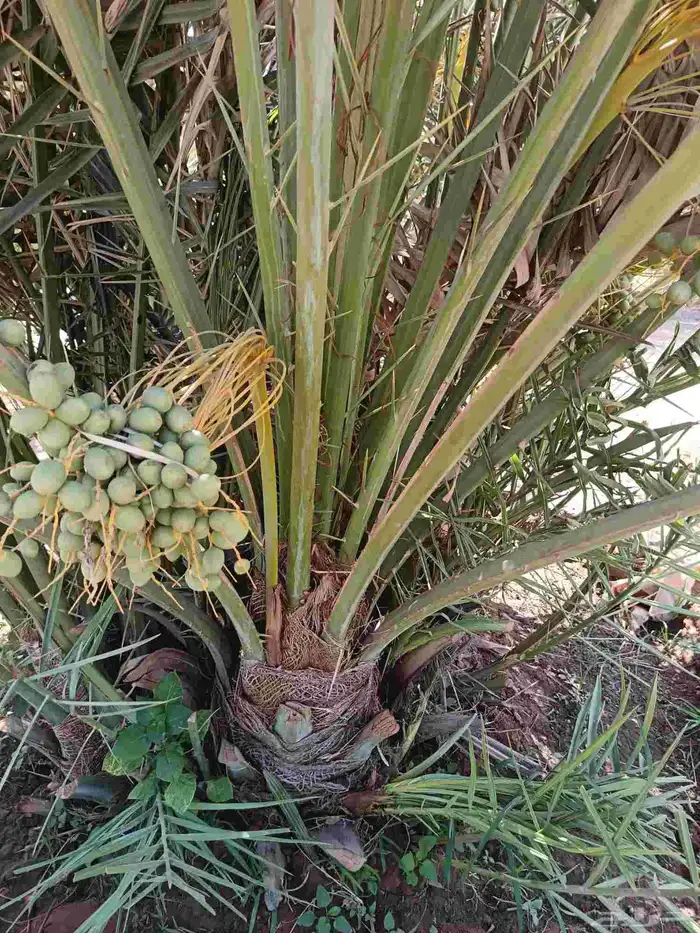 نخل للبيع مثمر خلاص برحي سكري صقعي نخيل القصيم 2