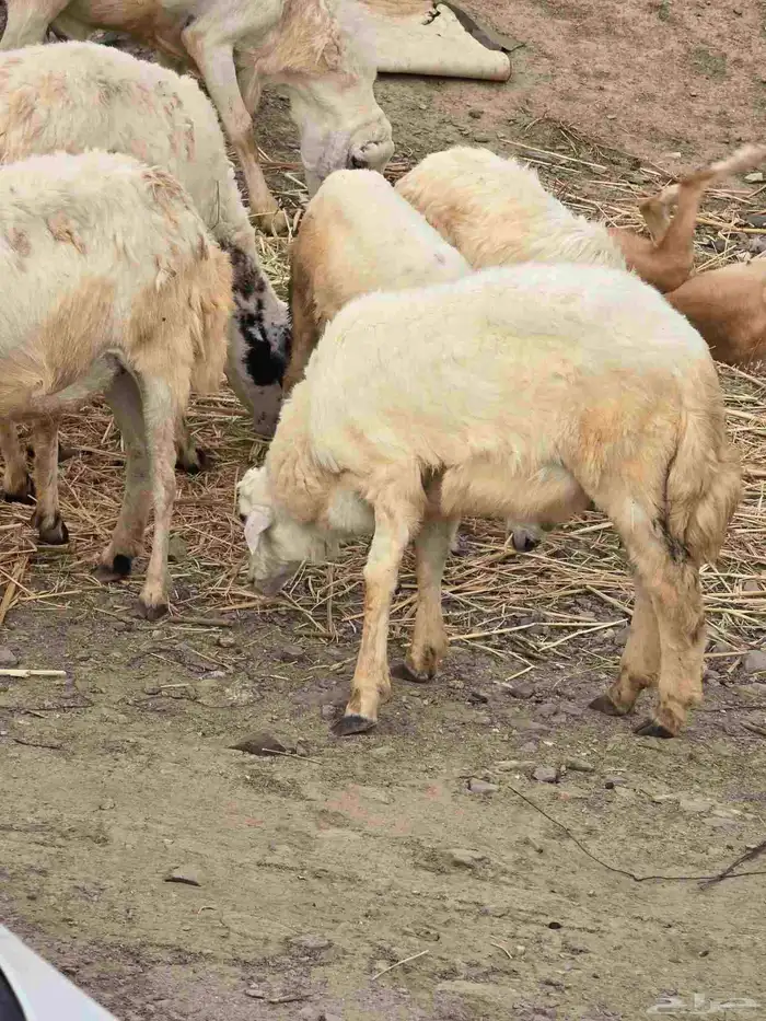 خروف عمره خمس شهور بحاله ممتازه 0