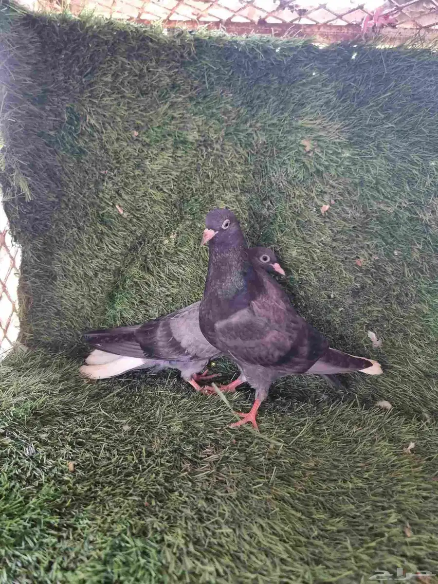 طبات قطايف وطبه صنعاني شيبه 3