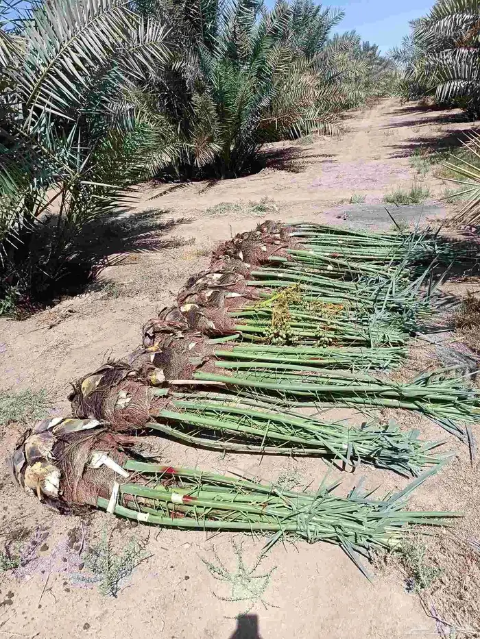 نخل للبيع مثمر خلاص برحي سكري صقعي نخيل القصيم 0