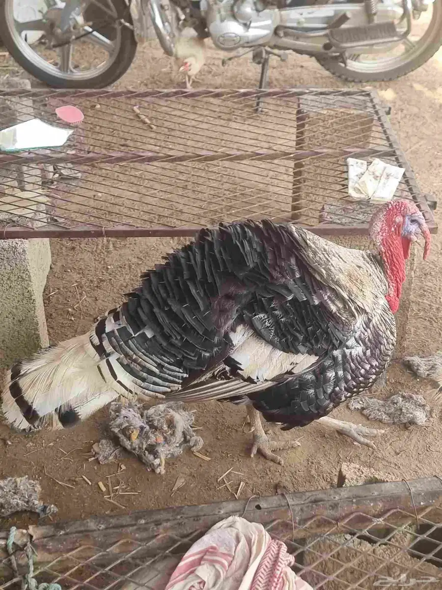 دجاج رومي 0