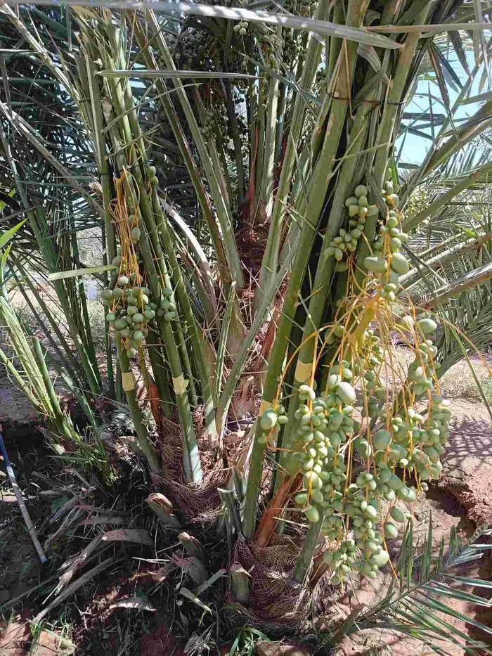 نخل للبيع مثمر خلاص برحي سكري صقعي نخيل القصيم 4