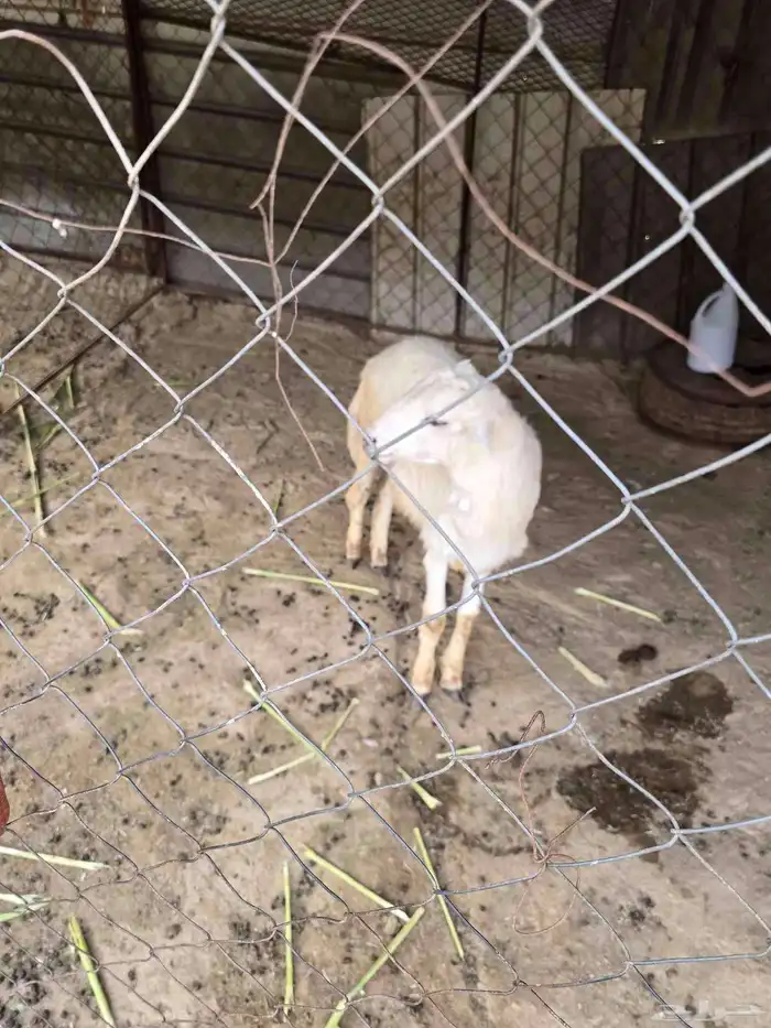 خروف عمره خمس شهور بحاله ممتازه 3