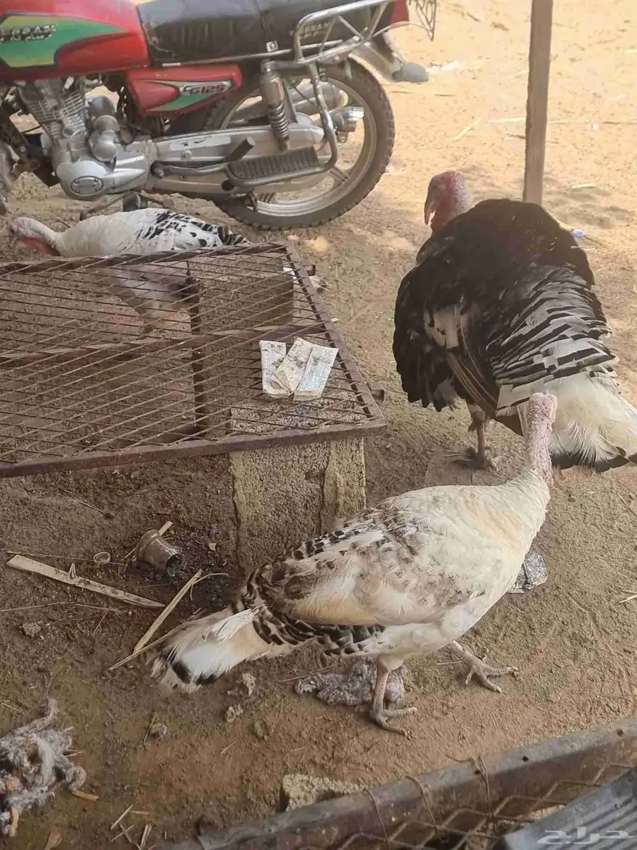 دجاج رومي 3