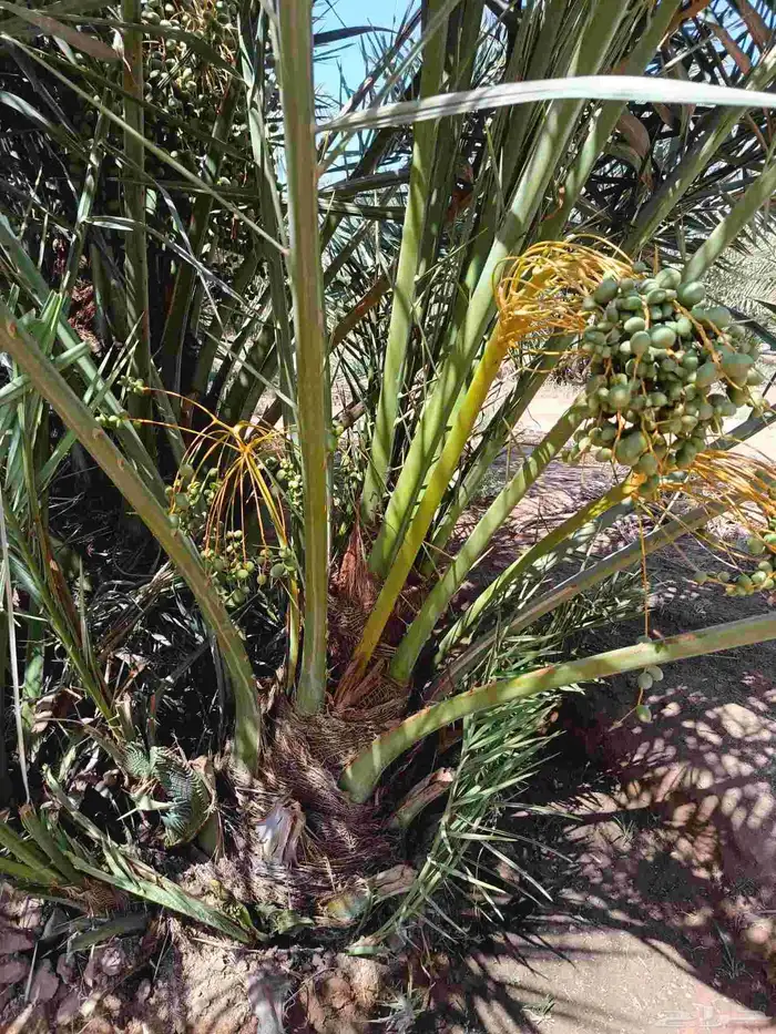 نخل للبيع مثمر خلاص برحي سكري صقعي نخيل القصيم 3