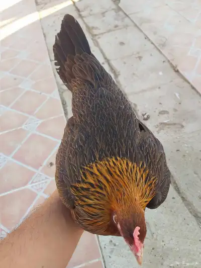 بيض دجاج عربي ترثه 6