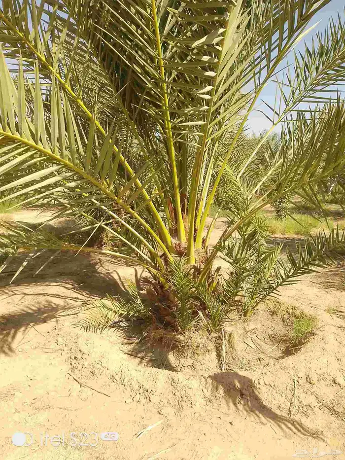 يوجد لدينا جميع انواع النخل 9