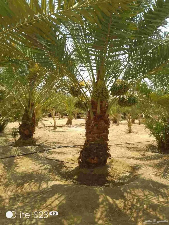 يوجد لدينا جميع انواع النخل 4