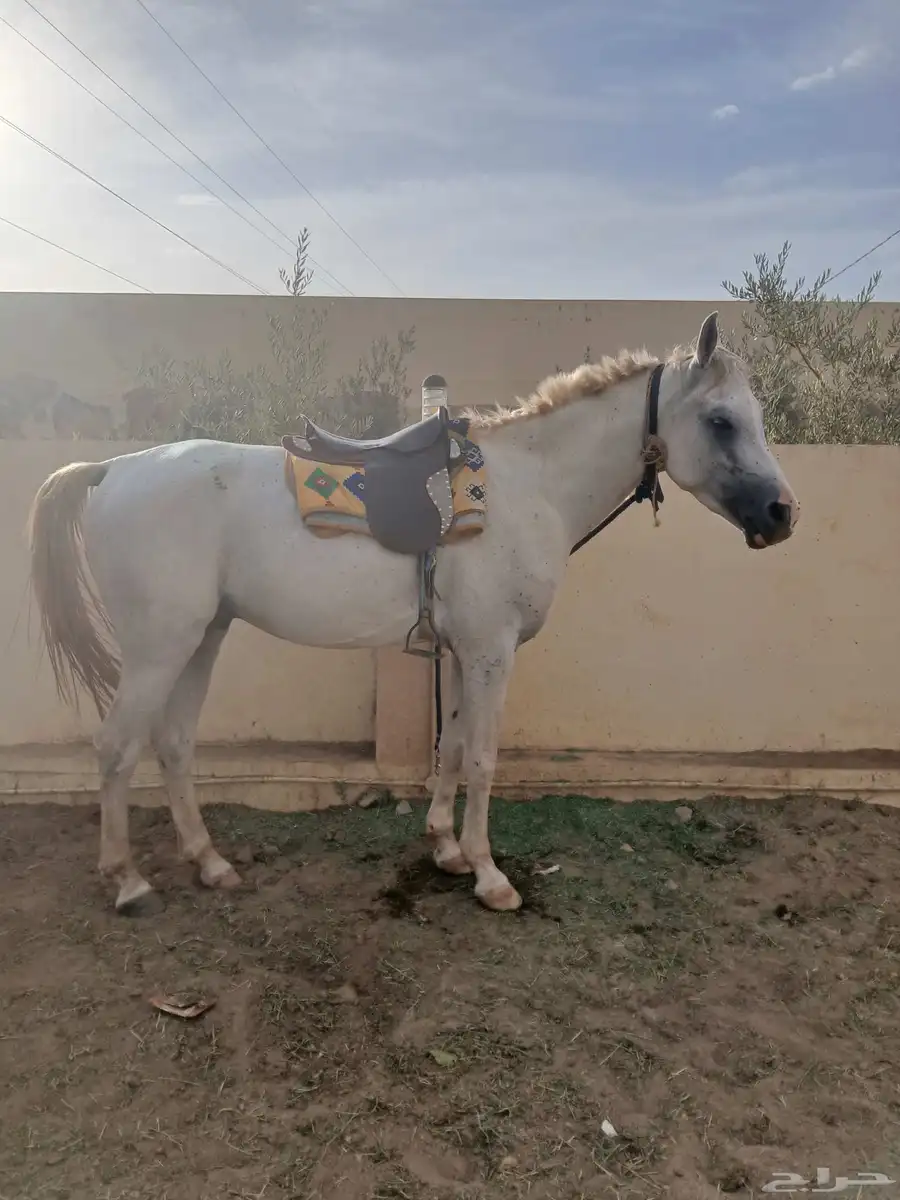 خيل هجين عربي عمر عامين مدرب رماح ما شاء الله تبارك الله 0