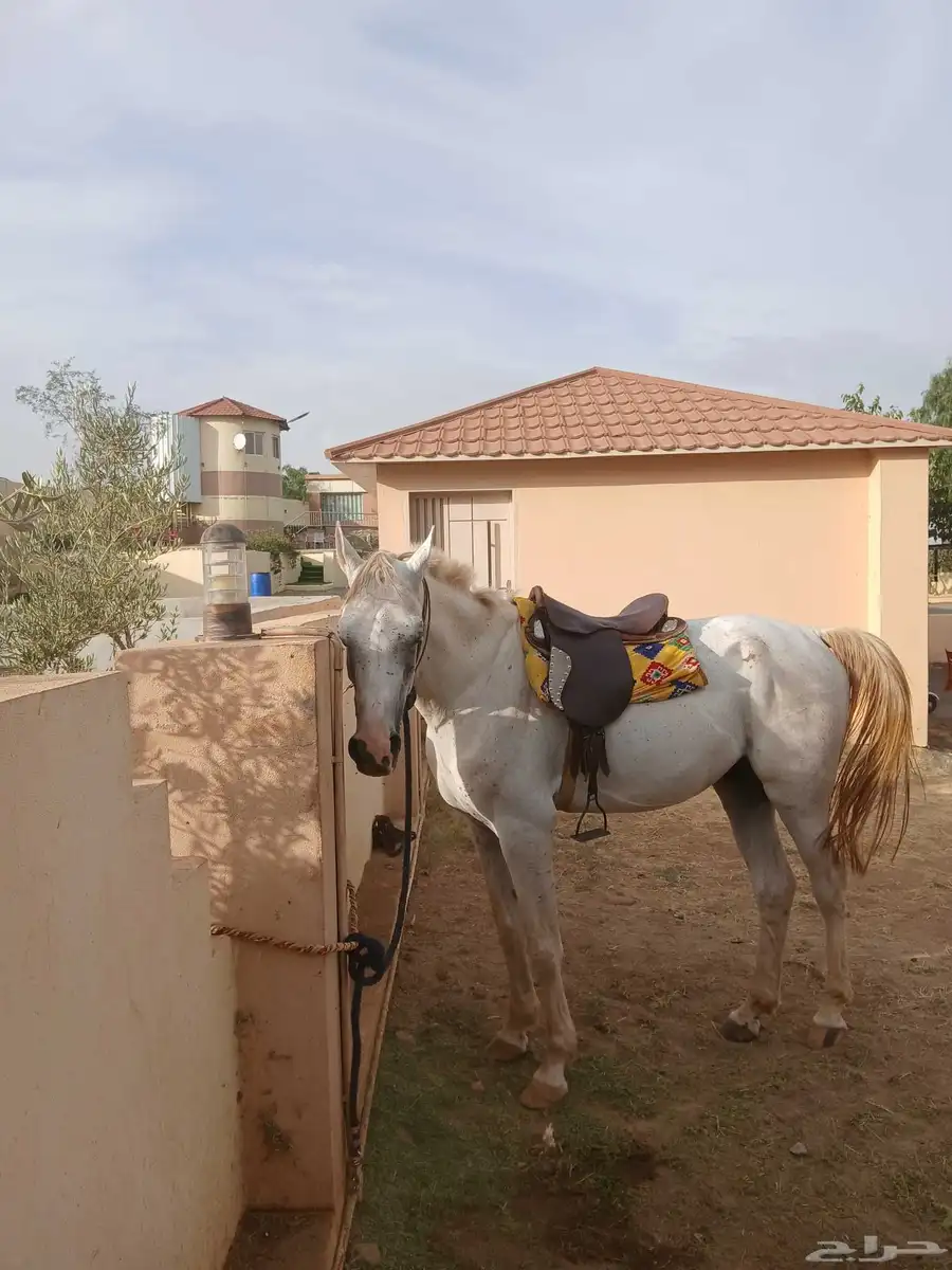 خيل هجين عربي عمر عامين مدرب رماح ما شاء الله تبارك الله 1