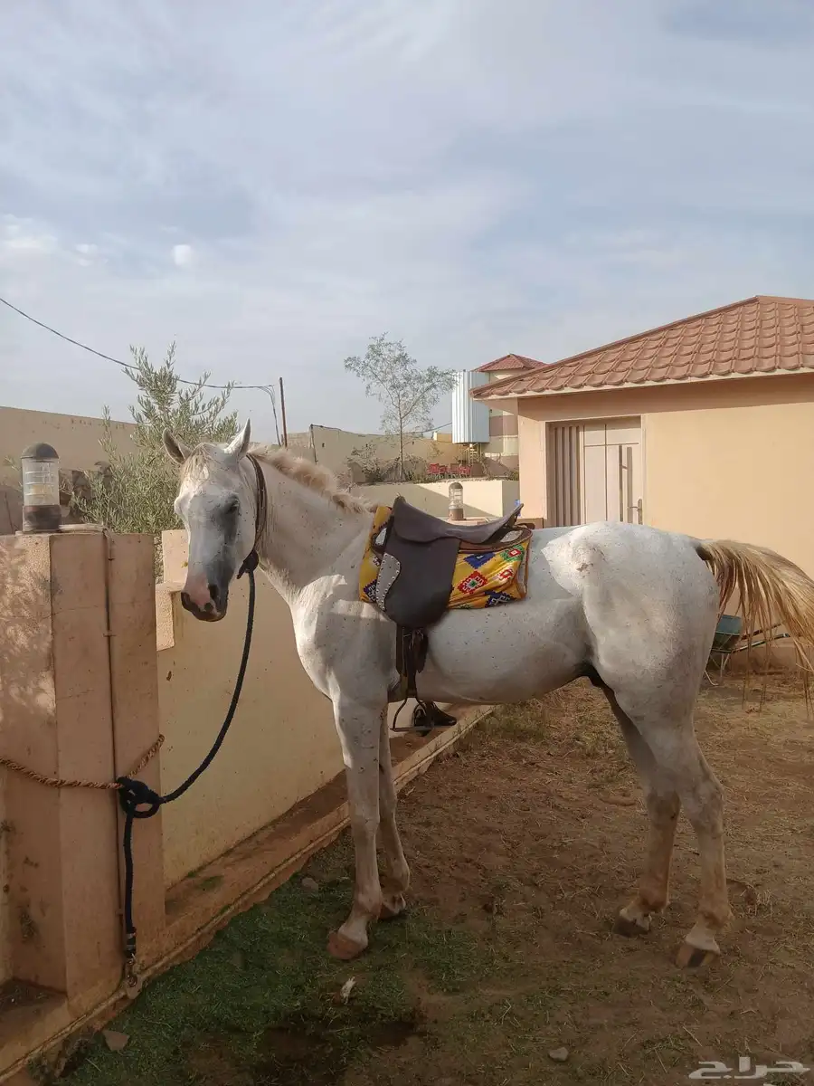 خيل هجين عربي عمر عامين مدرب رماح ما شاء الله تبارك الله 2