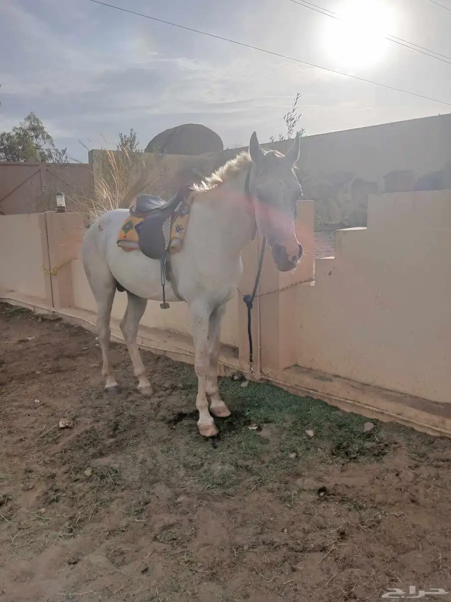 خيل هجين عربي عمر عامين مدرب رماح ما شاء الله تبارك الله 3