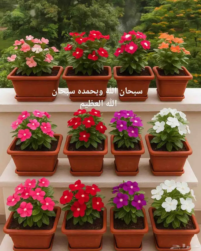 مشتل الياسمين للزهورفي العماريه 0