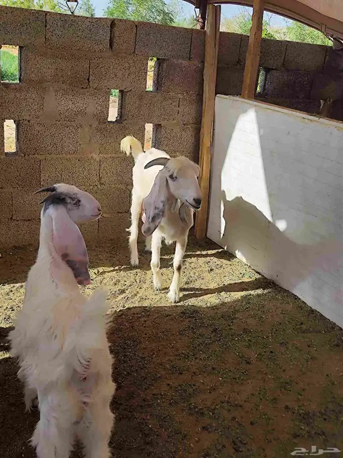 غنم معزا كله متبيع معدا 3 العداد 7 مع الفحل 8 5
