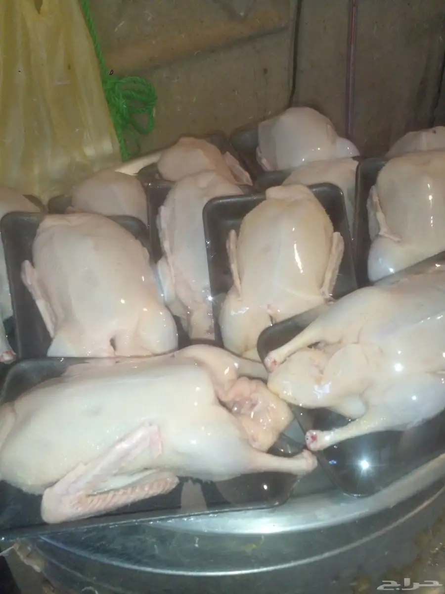 للبيع بط بكيني مذبوح 2