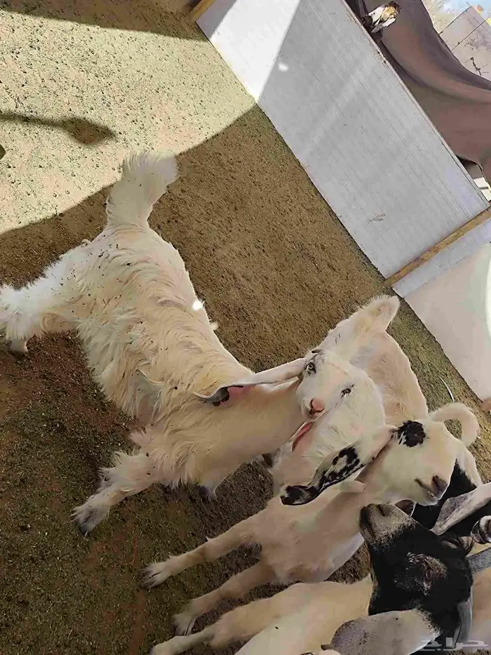 غنم معزا كله متبيع معدا 3 العداد 7 مع الفحل 8 9