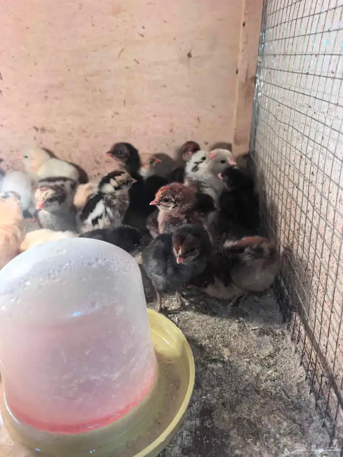 صوص بلدي ب 2 ريال 6