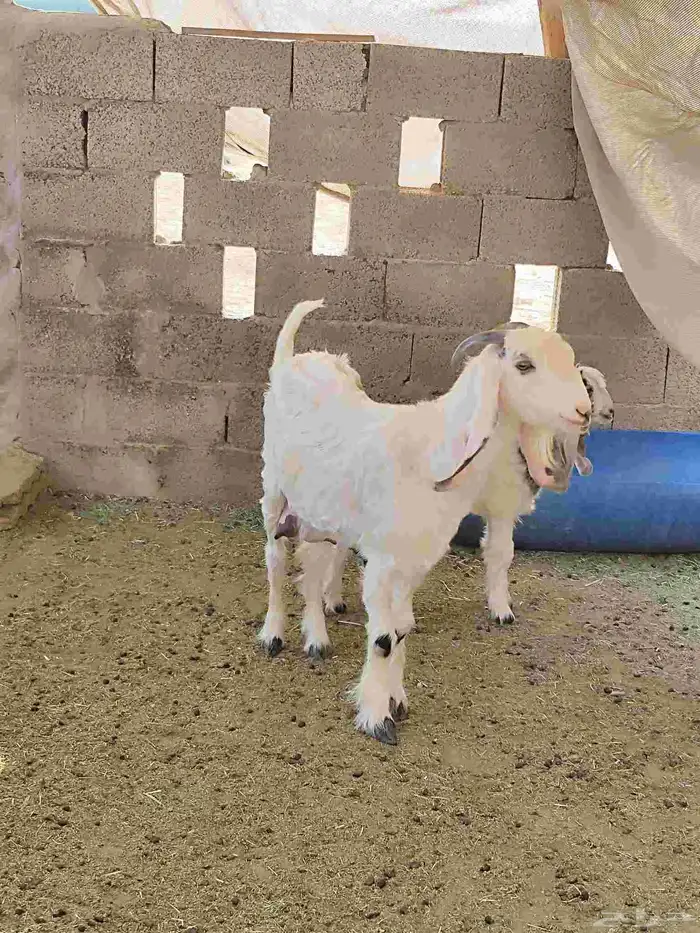 غنم معزا كله متبيع معدا 3 العداد 7 مع الفحل 8 2