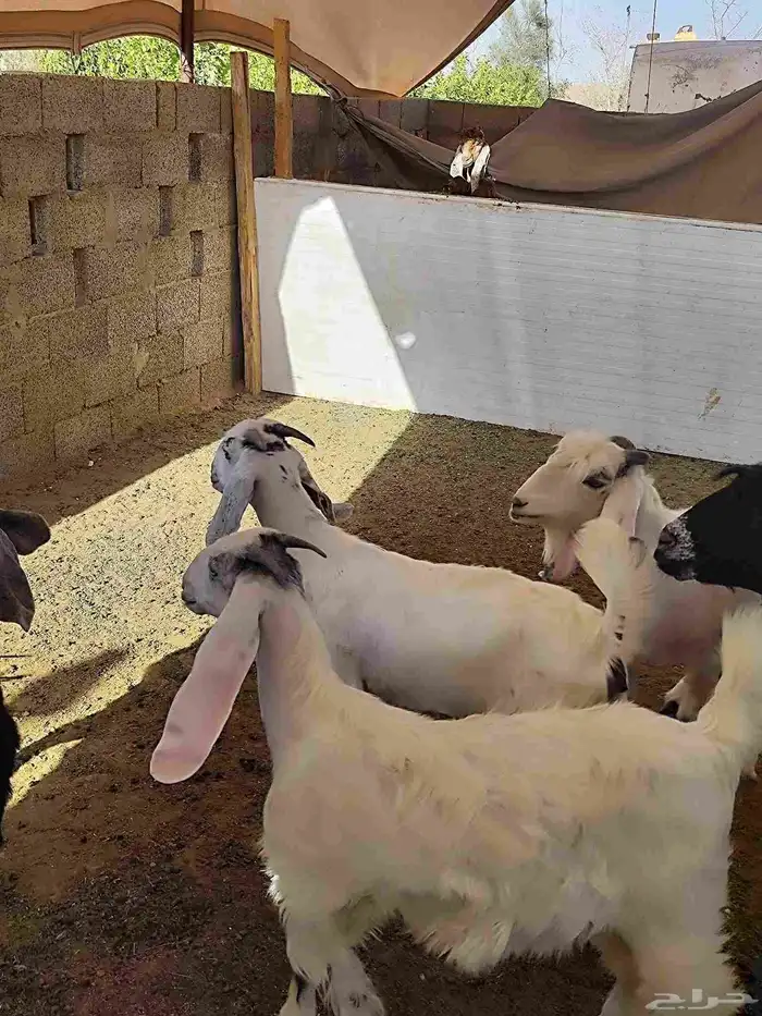 غنم معزا كله متبيع معدا 3 العداد 7 مع الفحل 8 7