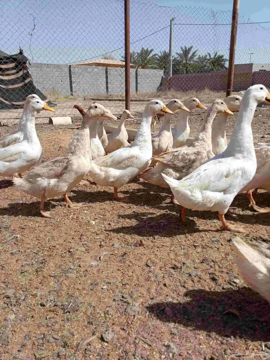 بط بكيني بياض العدد 10اجواز 10 ذكور 10 اناث 1
