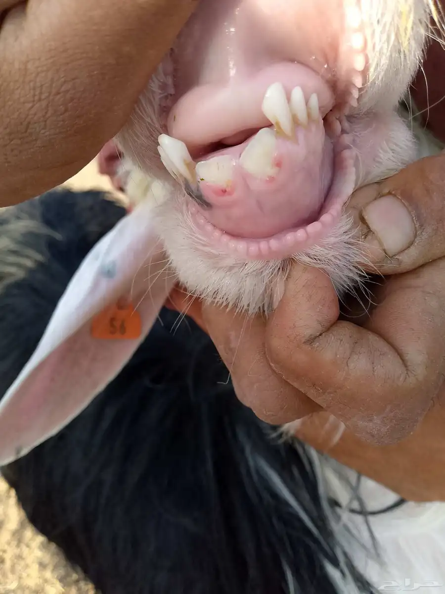 طليان فحول علئ المسك 7