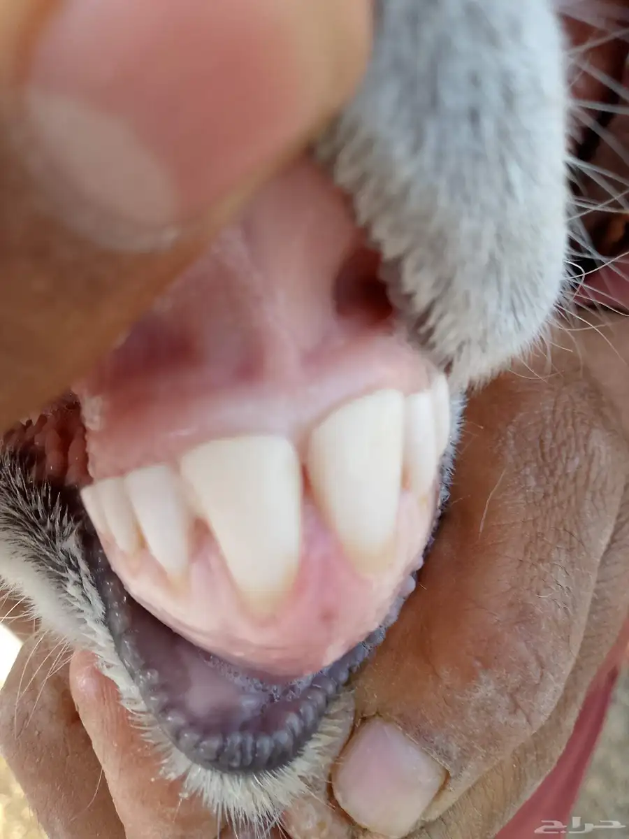 طليان فحول علئ المسك 3