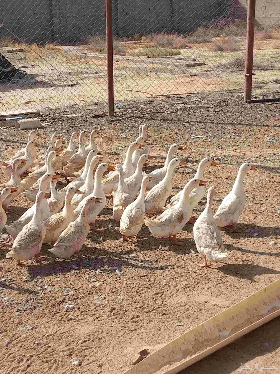 بط بكيني بياض العدد 10اجواز 10 ذكور 10 اناث 2