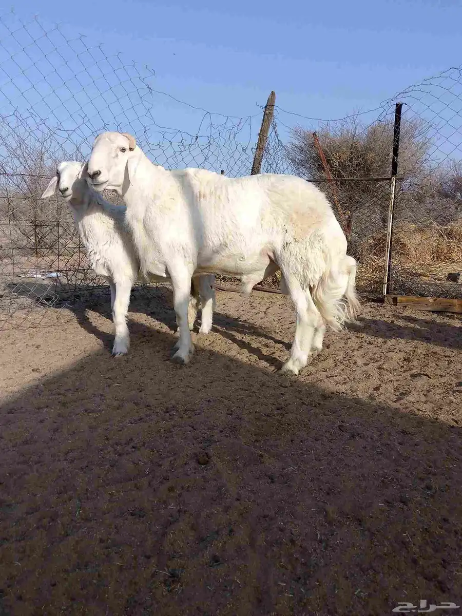 طليان فحول علئ المسك 0