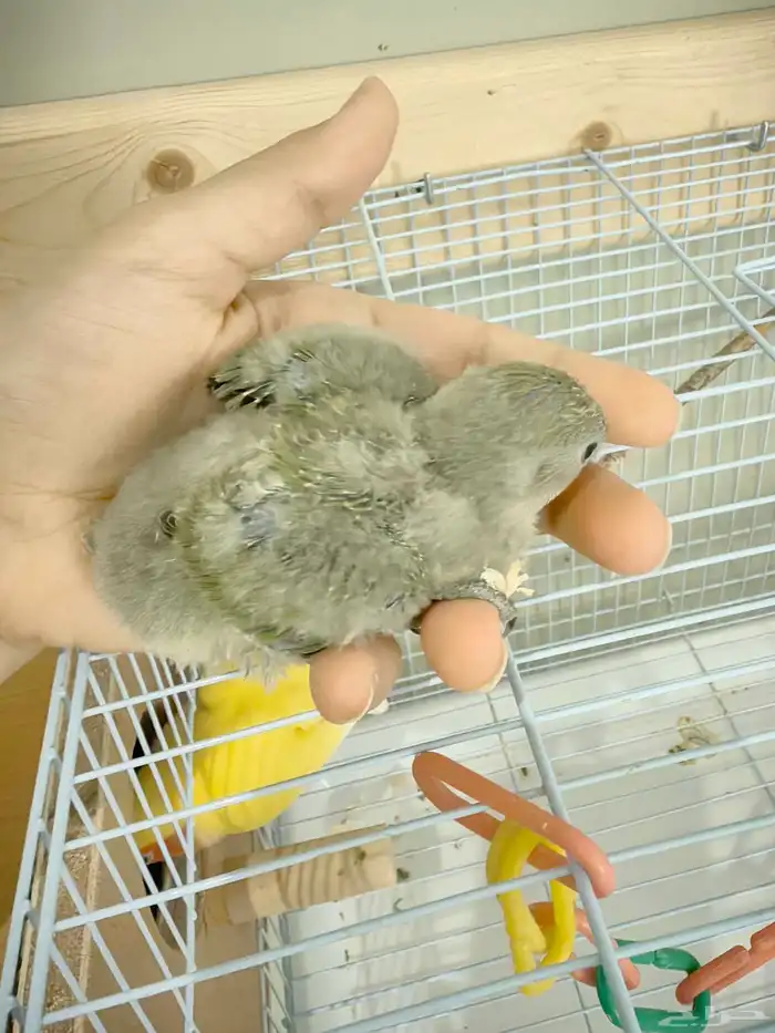 فروخ روز 1