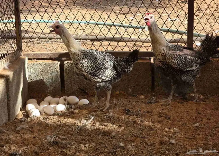 للبيع دجاج بياض 7