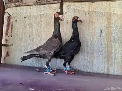 حمام لورنس 0