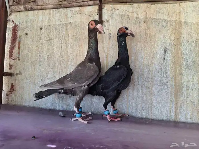 حمام لورنس 0