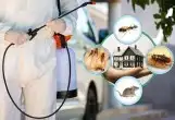 شركة رش مبيدات مكافحة الحشرات مكافحة النمل والصراصير 2
