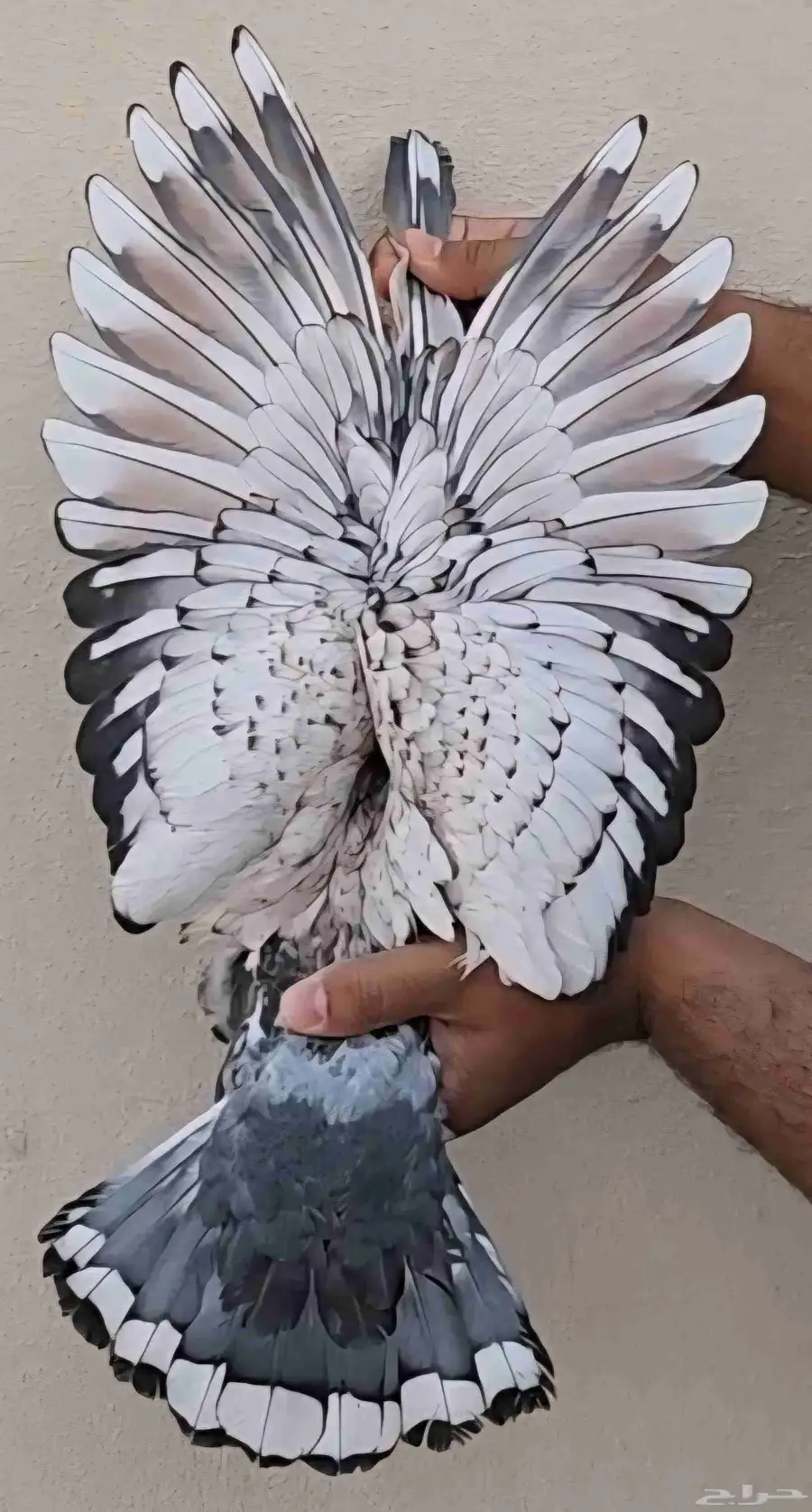 جوز زاجل فراشه 0