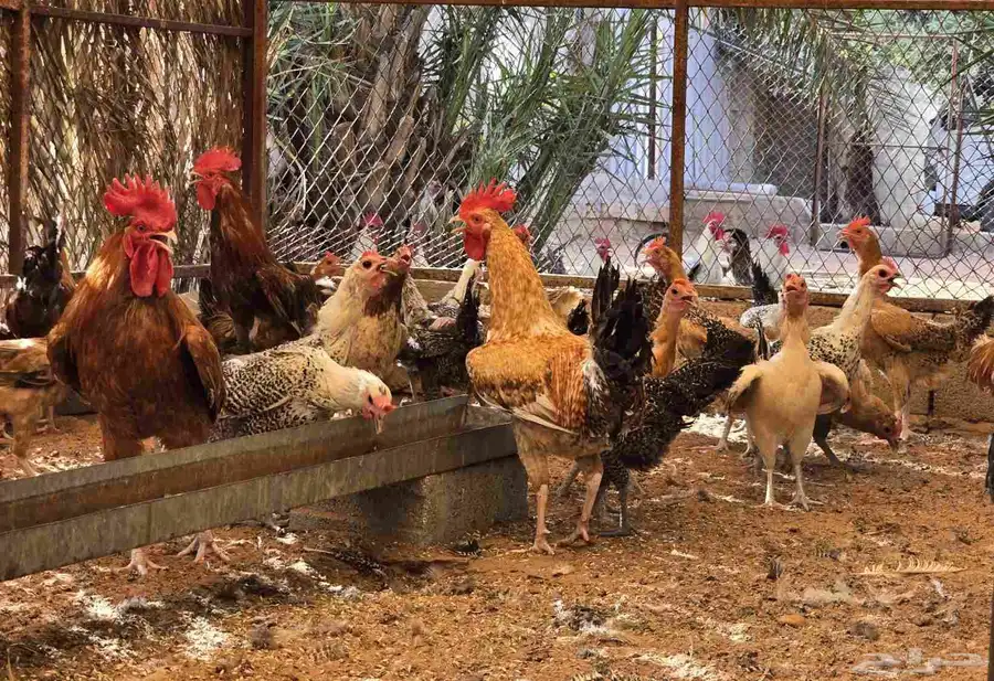 للبيع دجاج بياض 0