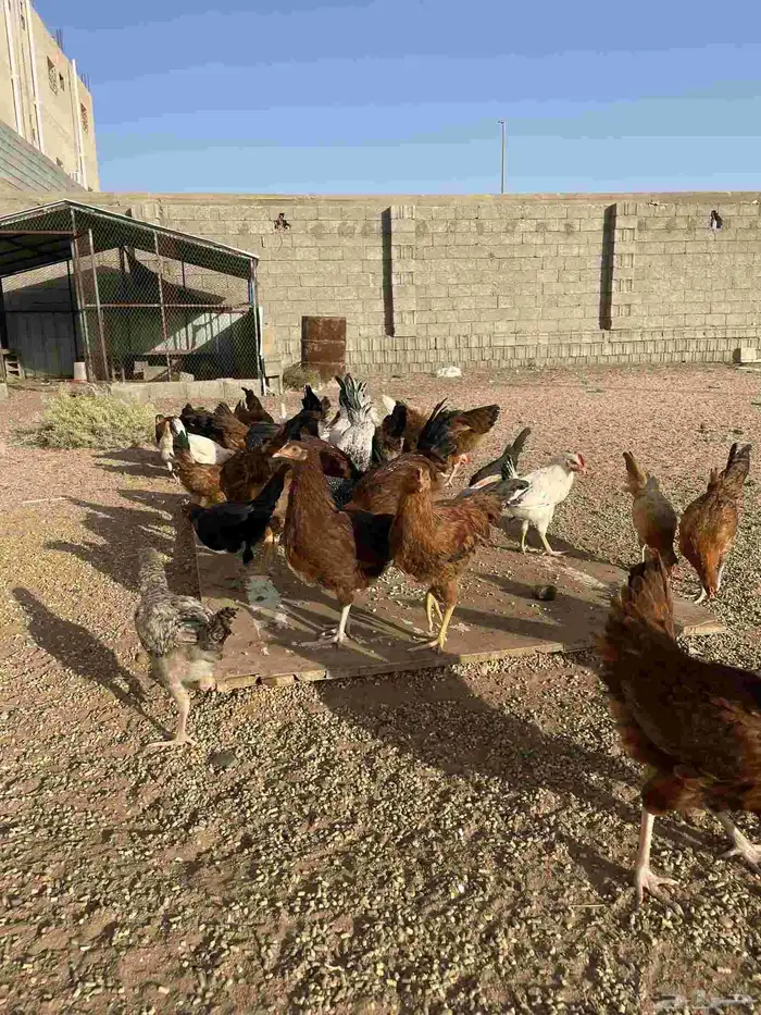 دجاج فرنسي للبيع 2