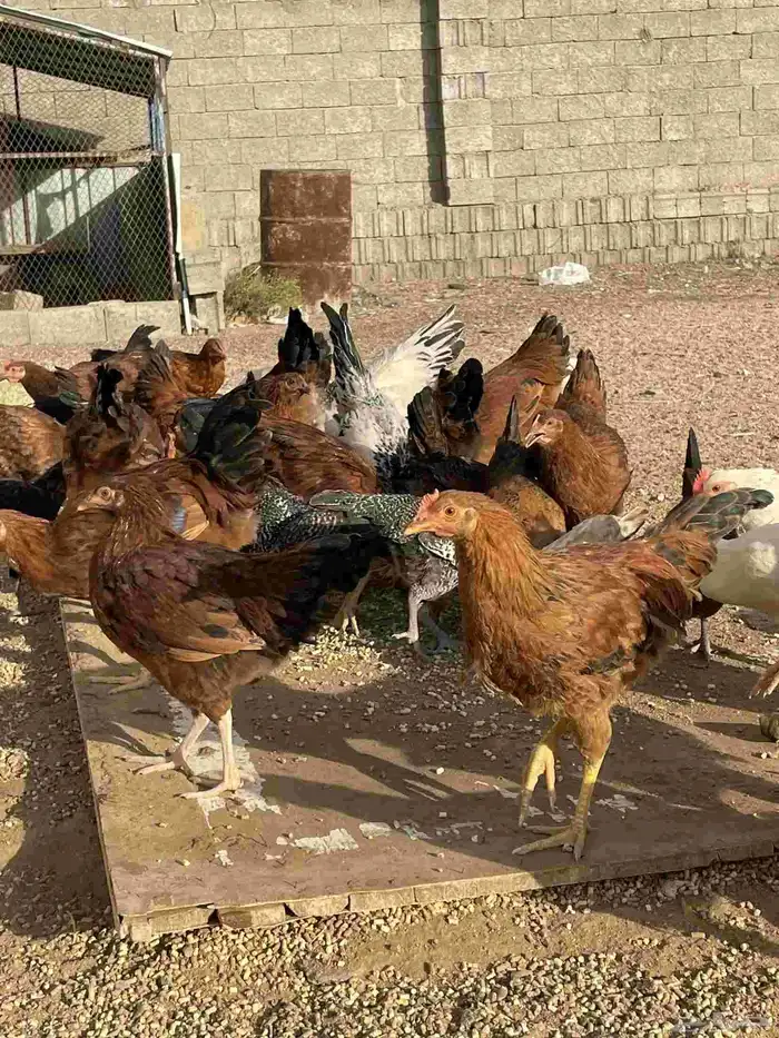 دجاج فرنسي للبيع 3